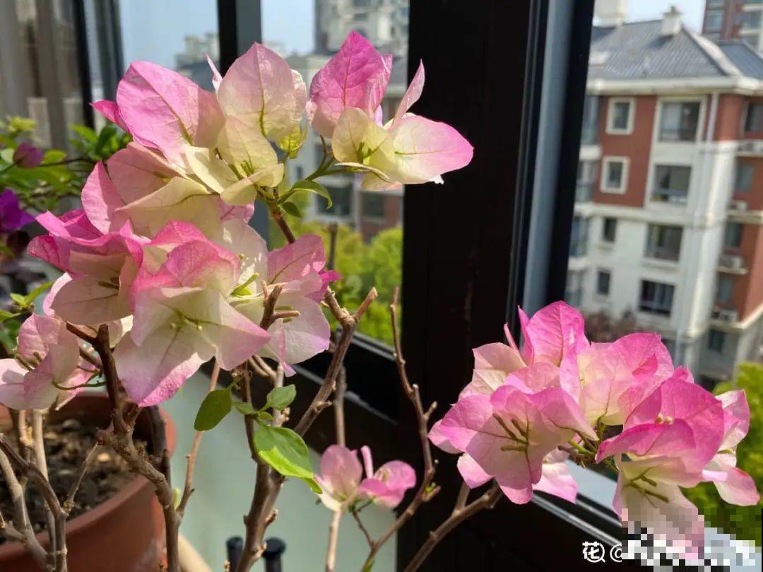 9种花特怕冷,现在赶紧套个袋,保暖很重要 9种花特怕冷,现在赶紧套个袋,保暖很重要