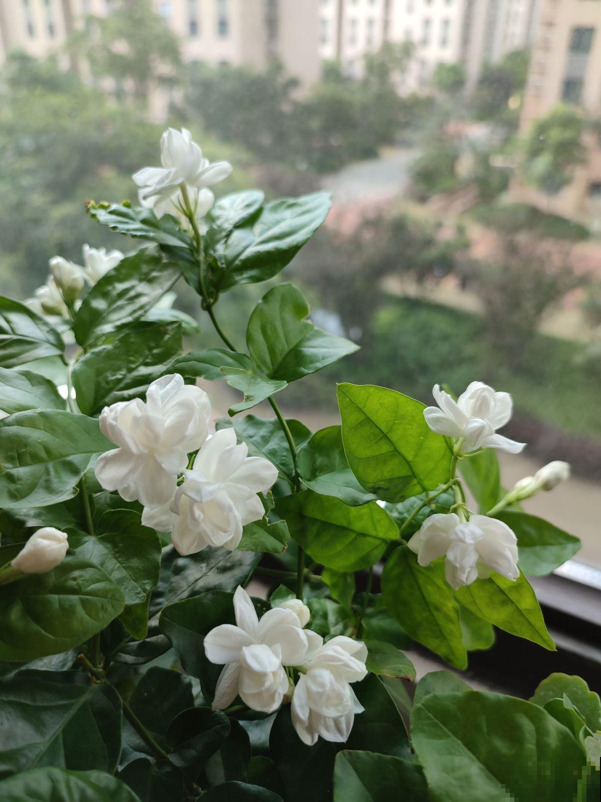 7种花，老年人尤其喜爱，路边看见了就走不动道儿