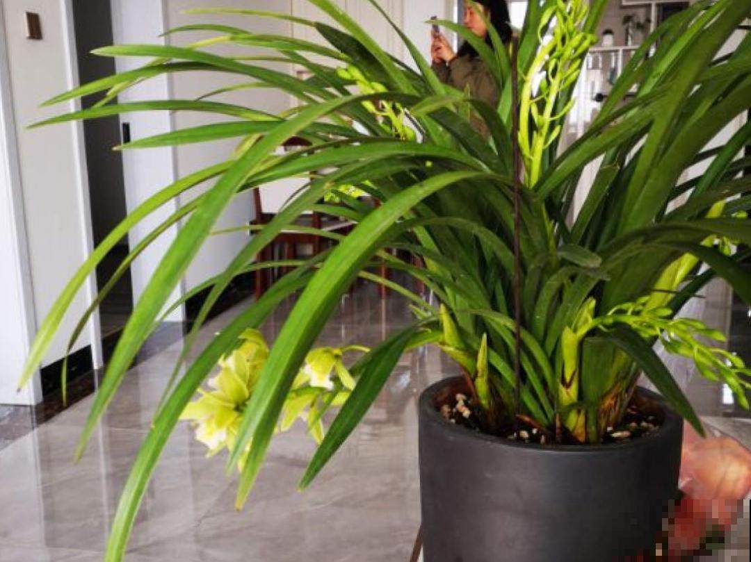 养花“急救”方法，1步搞定，别越拖越严重！