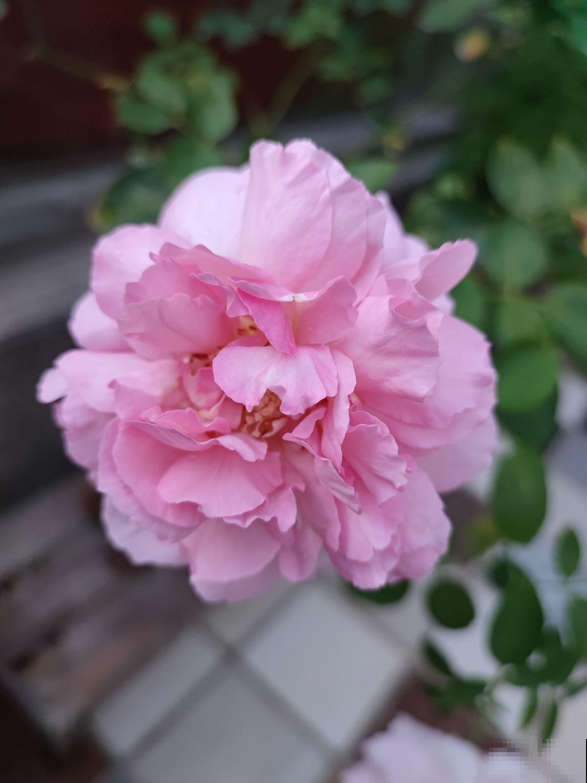 只有牡丹配得上“雍容华贵”,家里种一盆,尽显主人气质 只有牡丹配得上“雍容华贵”,家里种一盆,尽显主人气质