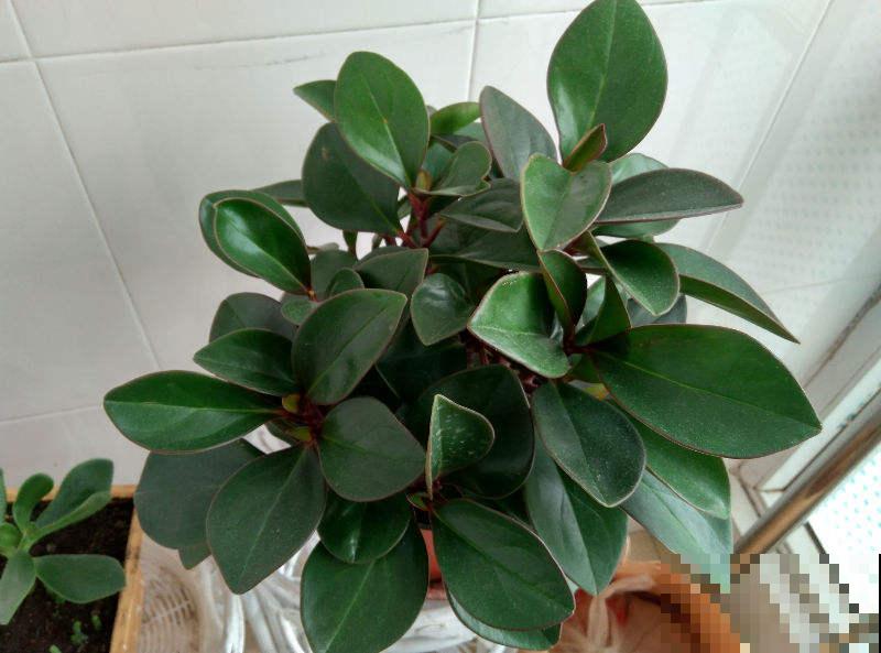 同样在养豆瓣绿，邻居养成老桩，凭什么我的叶子就是发黄？