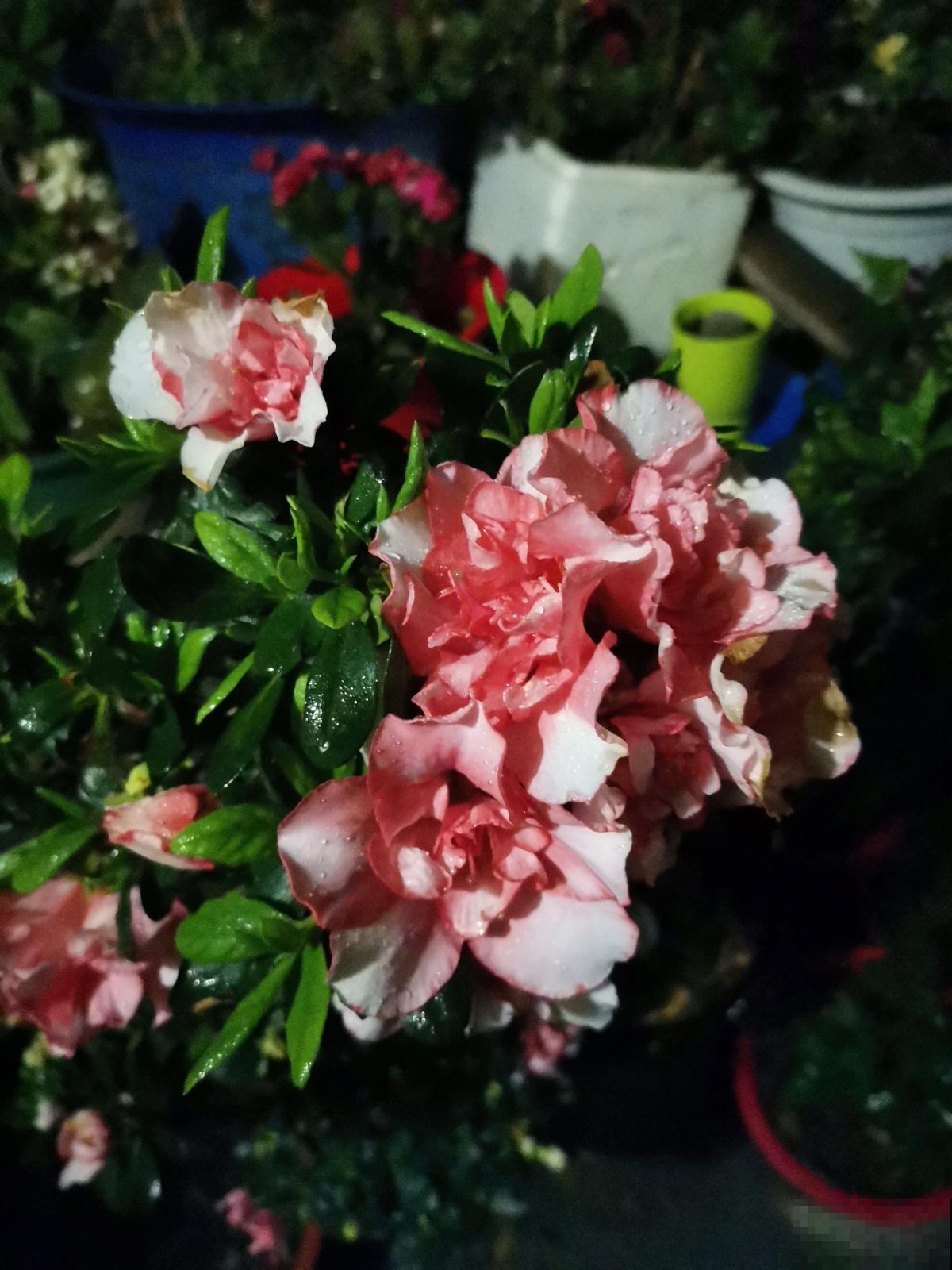 想让杜鹃开花多得不见叶,掌握5个“窍门”,满盆开爆花很简单 想让杜鹃开花多得不见叶,掌握5个“窍门”,满盆开爆花很简单