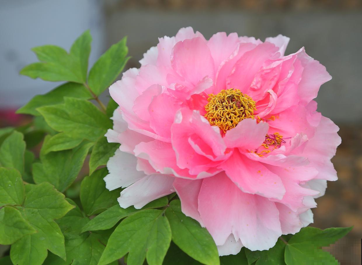 10种“财神花”养家里，吉祥寓意好兆头，越养越喜欢