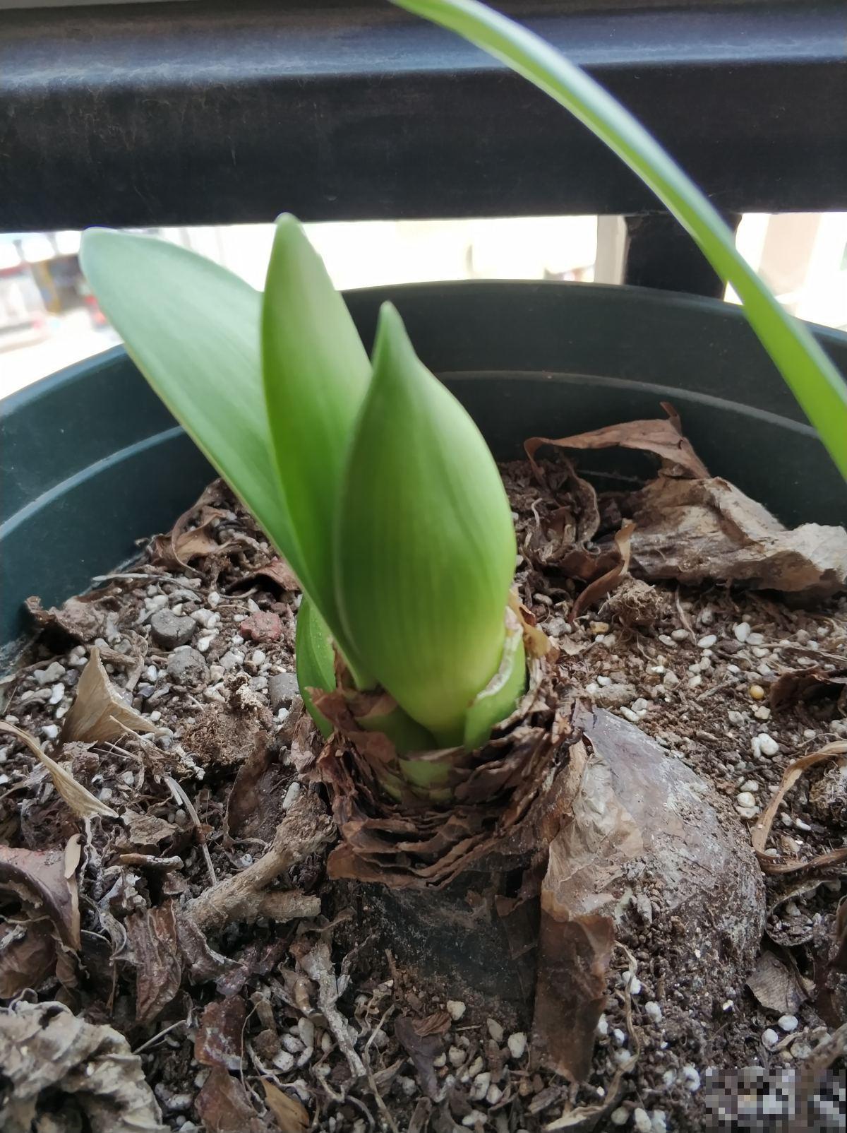 全网都在种的“阿弗雷”,单朵花比脸大,一开花就预示着“吉祥” 全网都在种的“阿弗雷”,单朵花比脸大,一开花就预示着“吉祥”