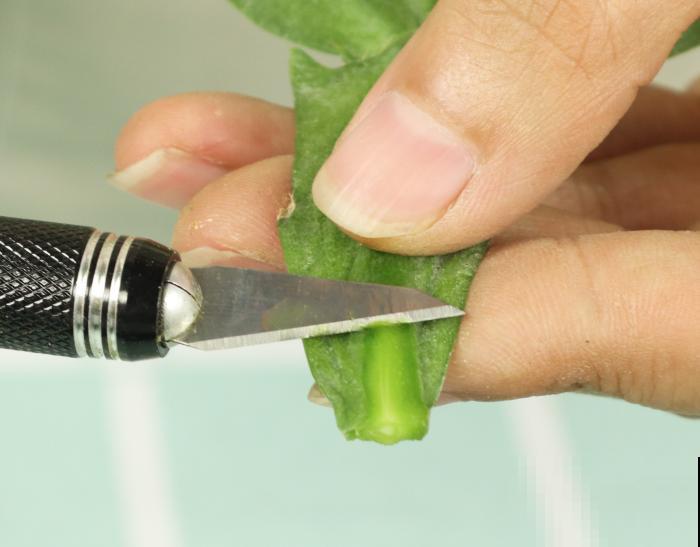 冬天扦插6种花，简单易成活，一盆变多盆