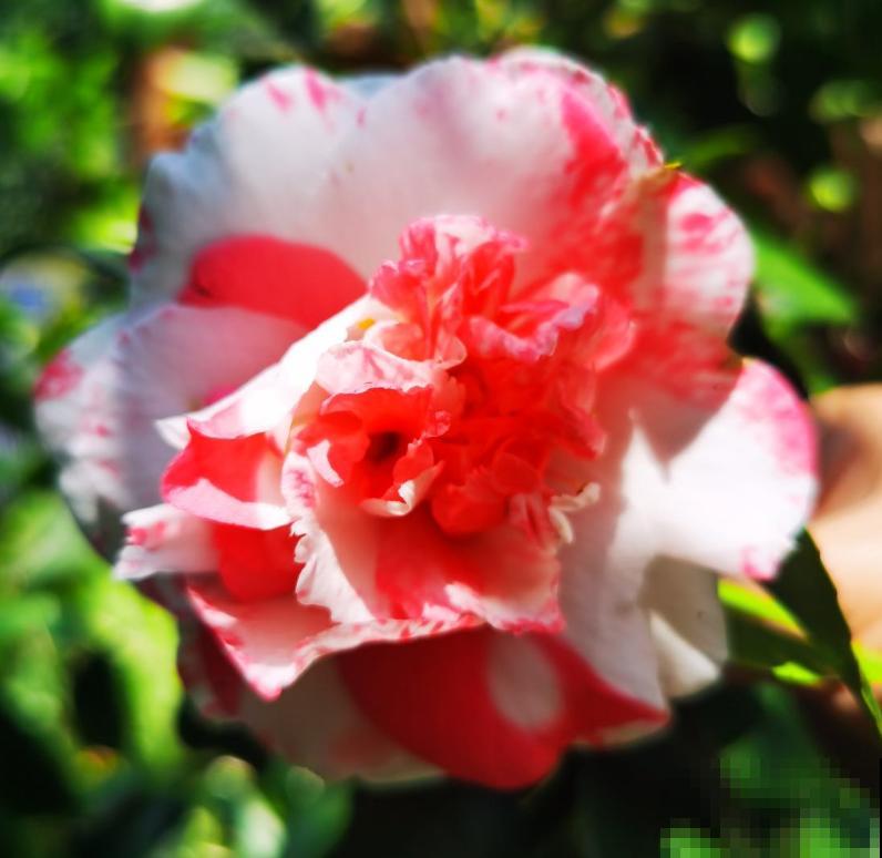 10种需要“干养”的花,不要“灌”着它们,不然全都烂根 10种需要“干养”的花,不要“灌”着它们,不然全都烂根