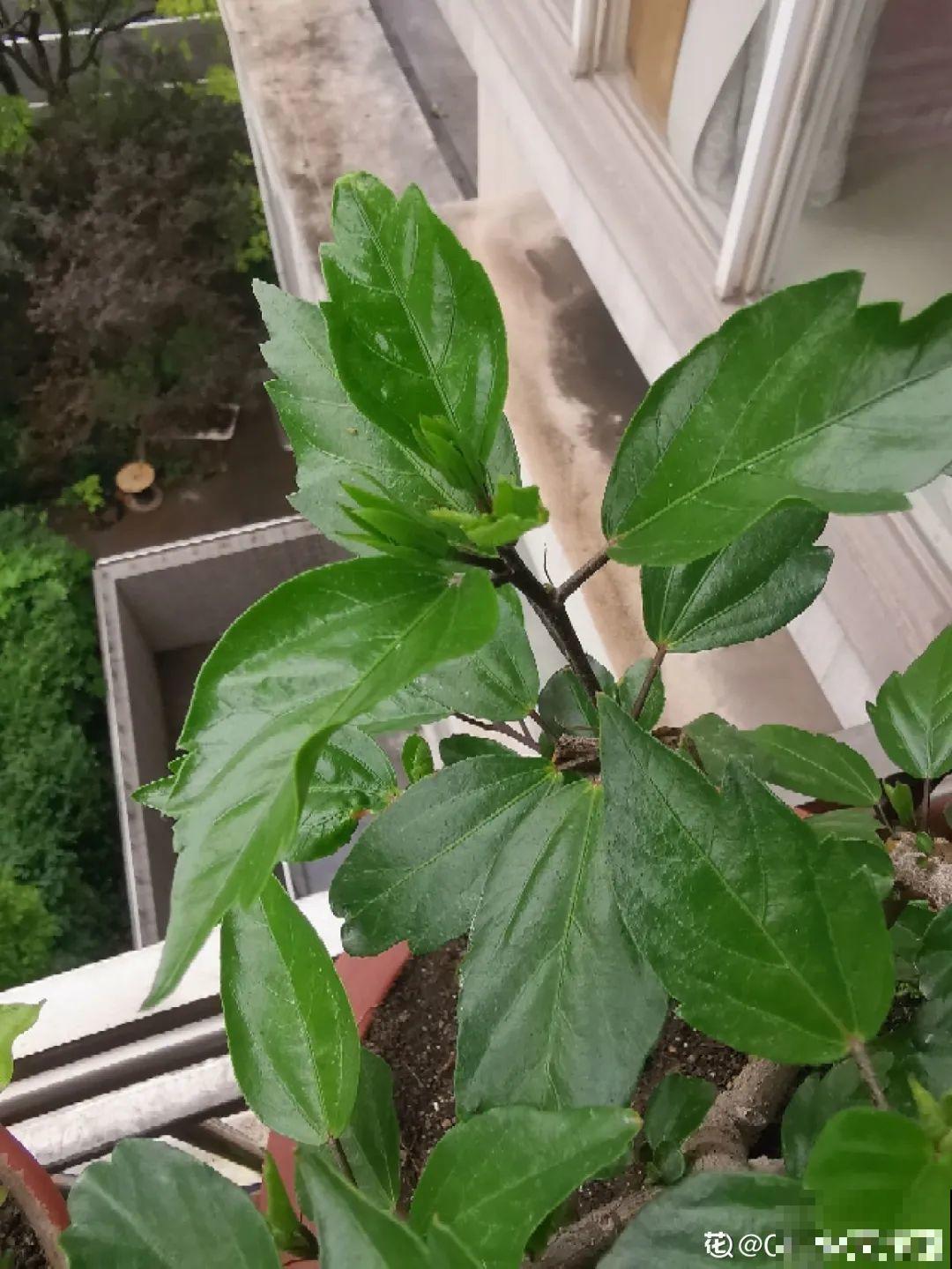 4组花长得太像,实在太容易认错,你能认出几个? 4组花长得太像,实在太容易认错,你能认出几个?