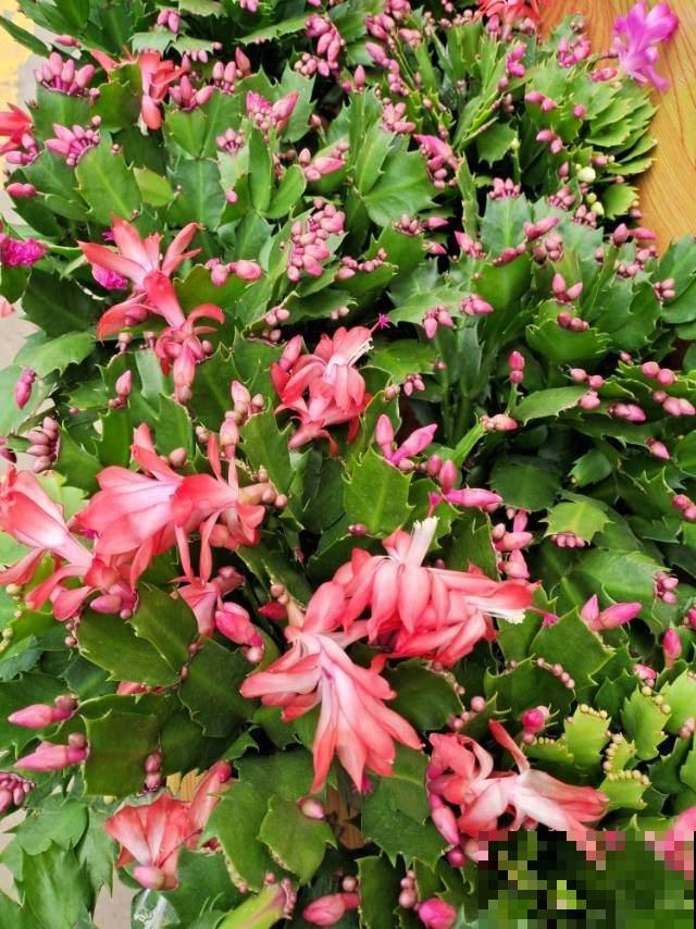 冬天养蟹爪兰只需记住2点，花骨朵能窜满枝头，满盆都开花