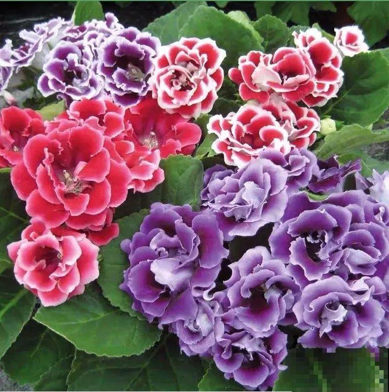 家里没光就养大岩桐，开花堪称“人间富贵花”，繁殖特简单