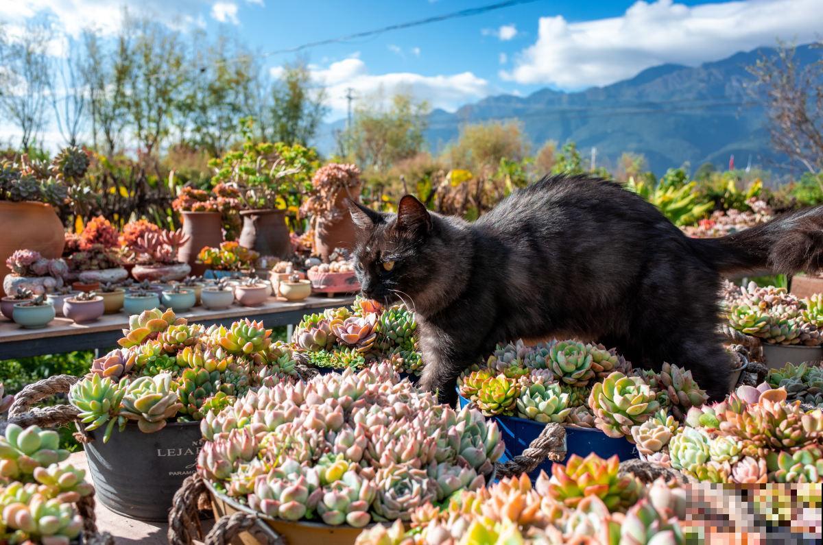 猫砂可以拌土养花？又一个养花小知识，赶快学起来