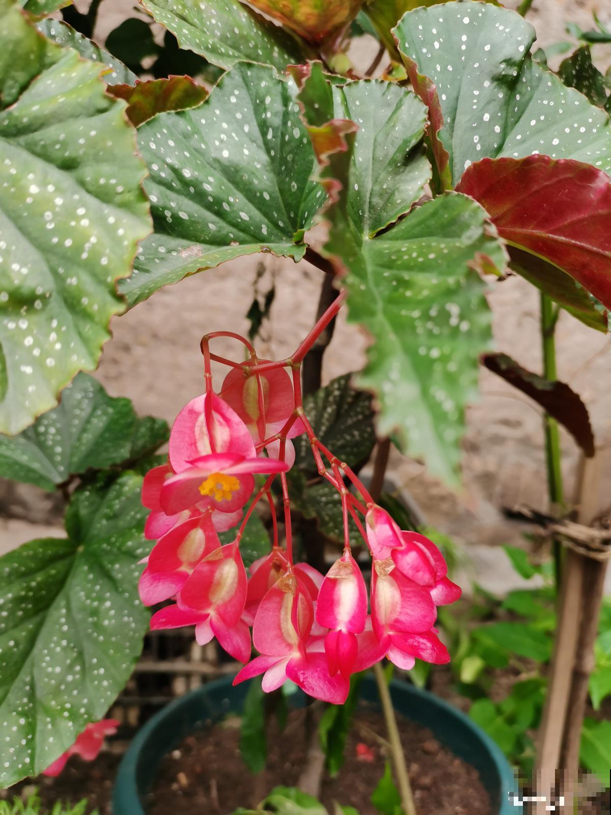 9种花,适合在阳台养,阳台全年开满花,小阳台变“花海” 9种花,适合在阳台养,阳台全年开满花,小阳台变“花海”