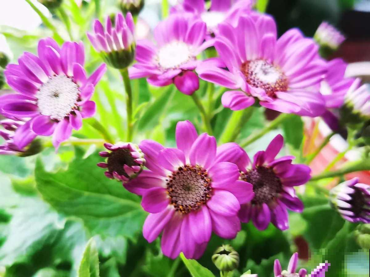 过年必不可缺少的年宵花，人手一盆“富贵菊”，阖家团圆幸福多