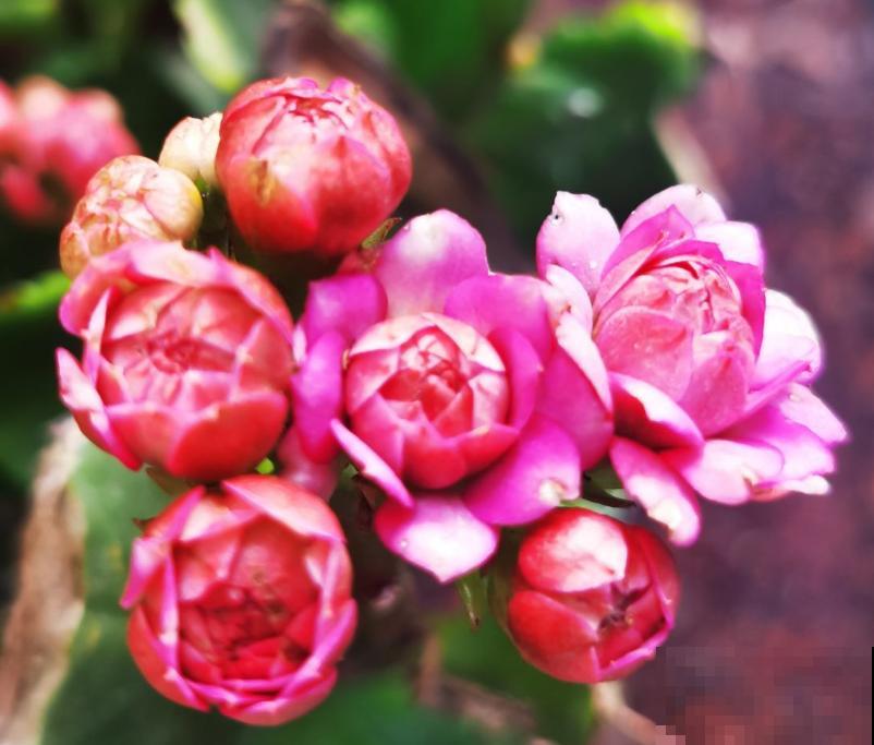 4种养人花,养在家里对身体好,很适合中老年人 4种养人花,养在家里对身体好,很适合中老年人