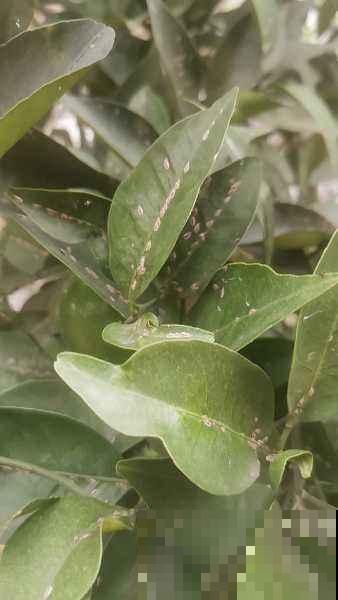 杀虫的好时机到了，要想虫卵一窝端，得在土里铺一层“小东西”