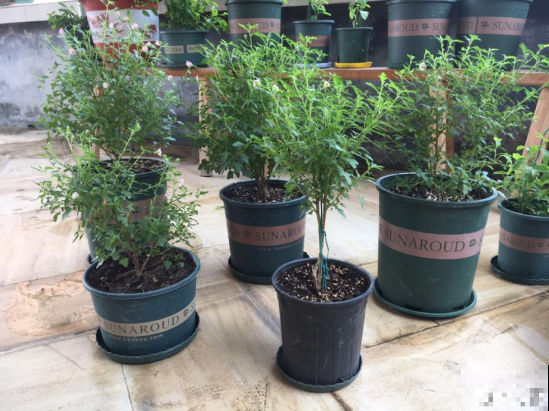 现在给花上秋肥，杆子粗、叶子密，不然冬天都冻死