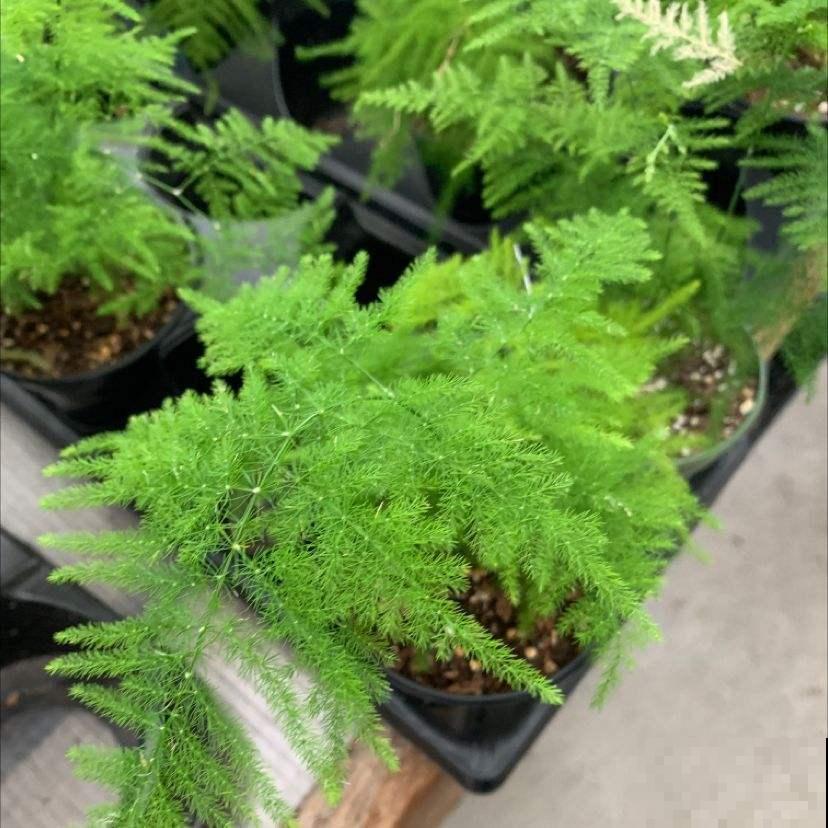 养花48字口诀,是养文竹的精髓,学会了叶子翠绿又精神 养花48字口诀,是养文竹的精髓,学会了叶子翠绿又精神