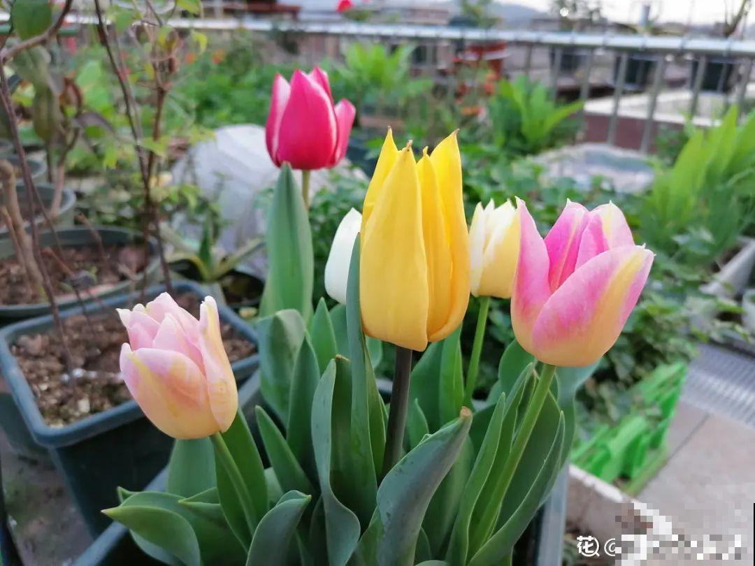 20种花，现在养正是开花好时候，再晚就过季了