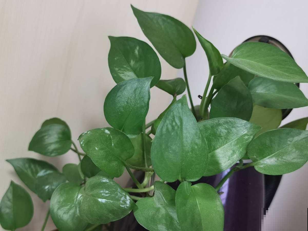 5种花堪比“加湿器”，秋天室内养一盆，温润不干燥