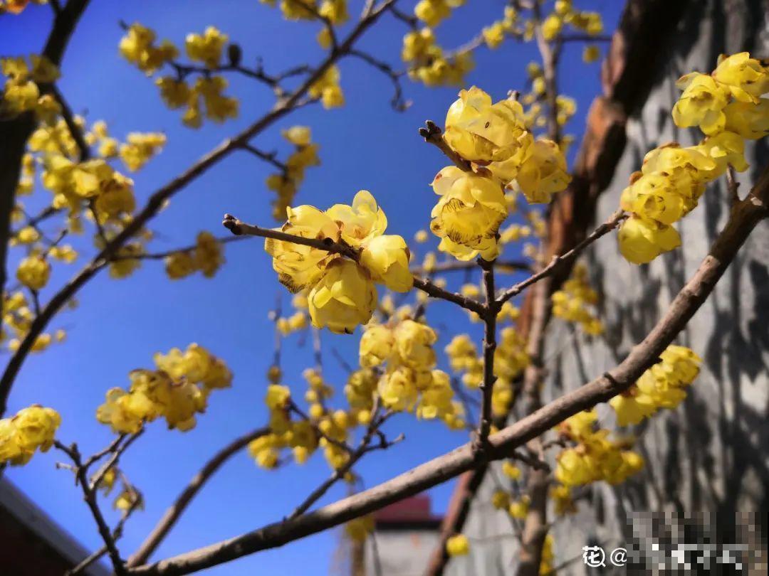 8种花养屋子里，满屋香味儿，雅致又唯美