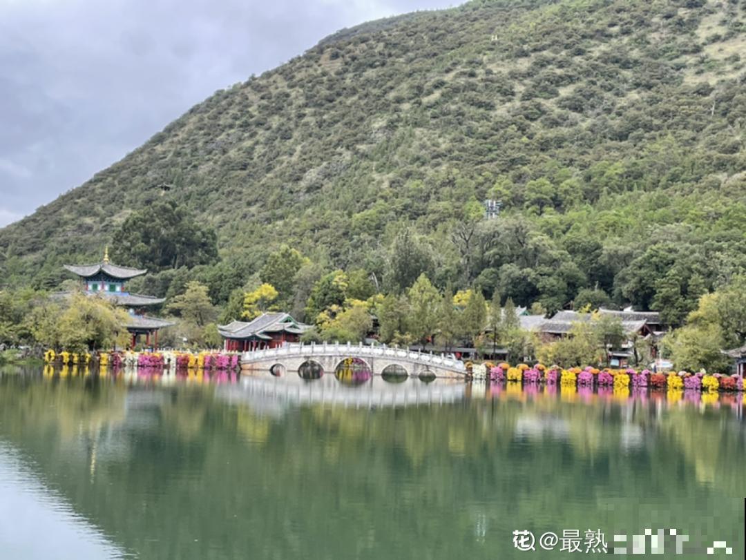 一盆菊花一万二，能开出七个颜色，真是少见