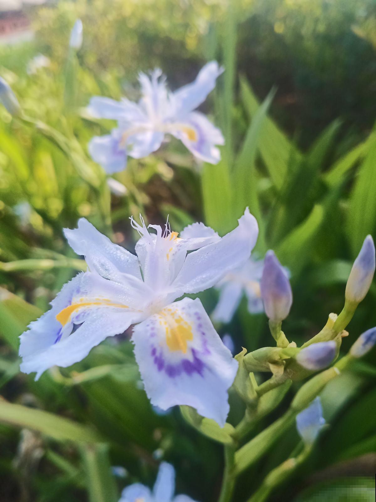 6种植物，长得特像小动物，惟妙惟肖又好养