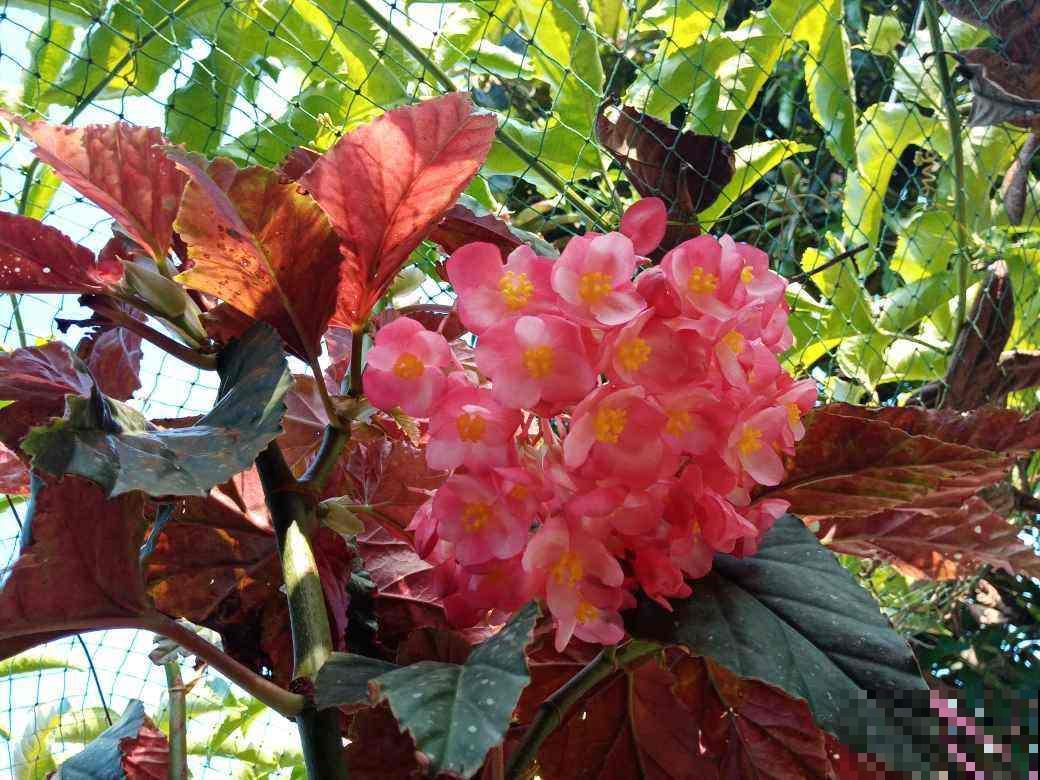 5种花养起来太省心，没人打理也能开花爆盆，这么“乖”谁能不爱