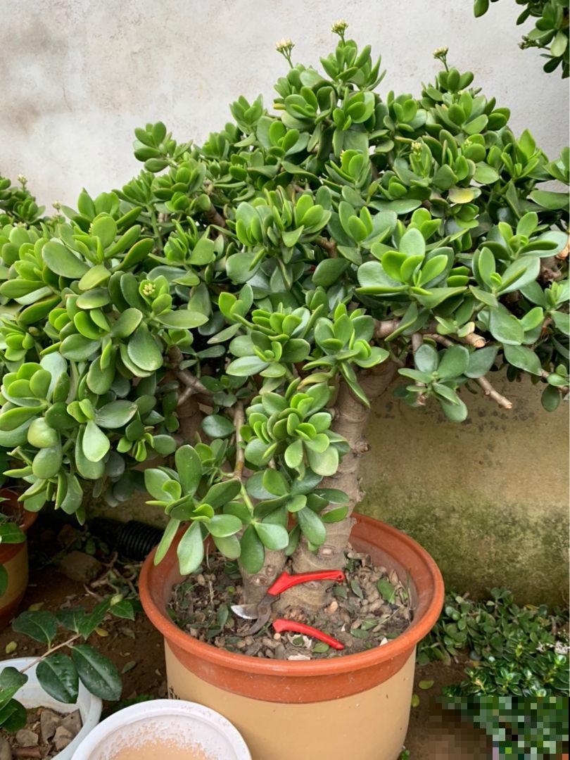 能活上百年的3种植物,长寿又吉利,能成传家宝 能活上百年的3种植物,长寿又吉利,能成传家宝