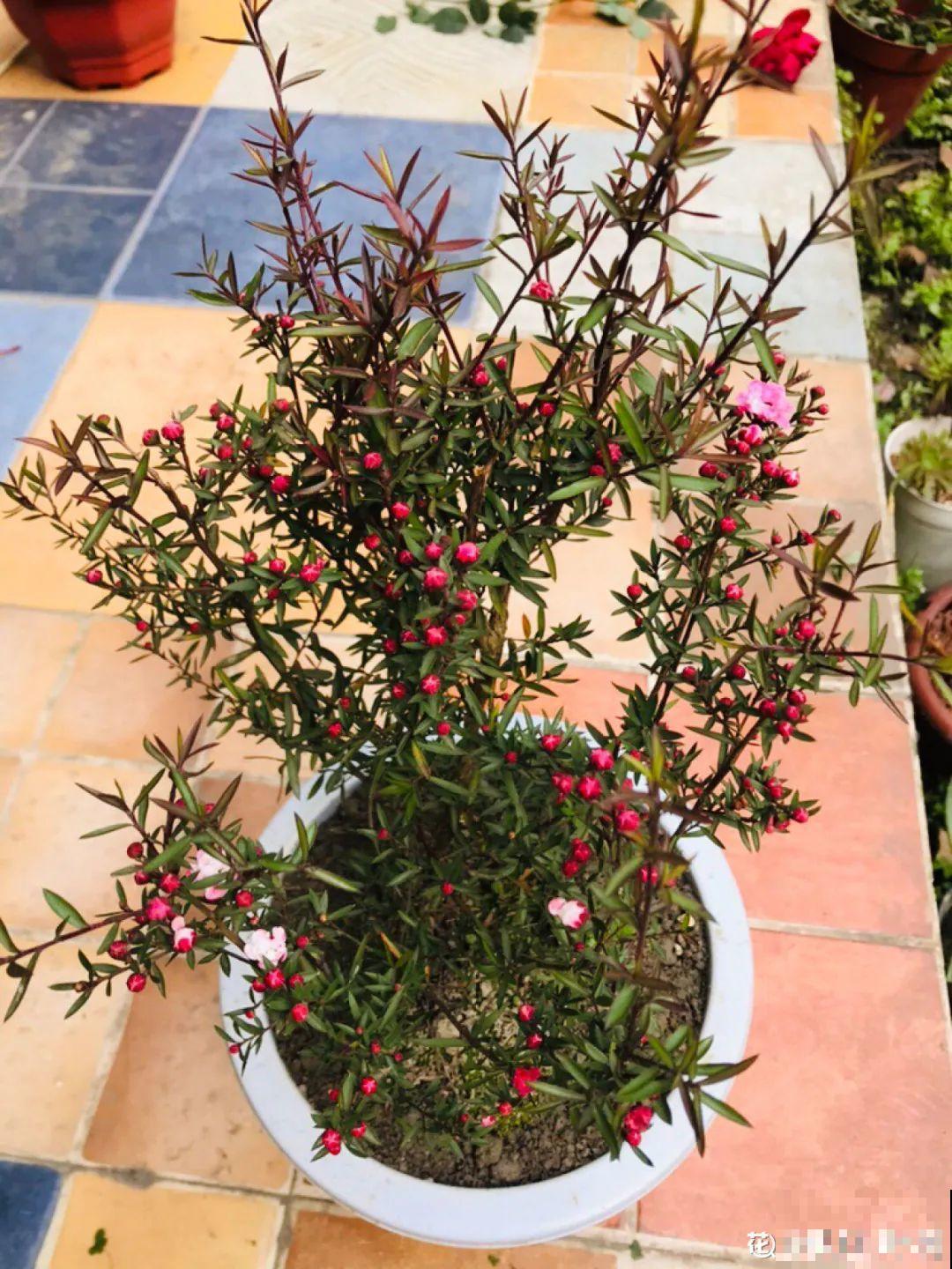 一种花像“松”又像“梅”，花色三变，易爆盆，开花持续小半年！