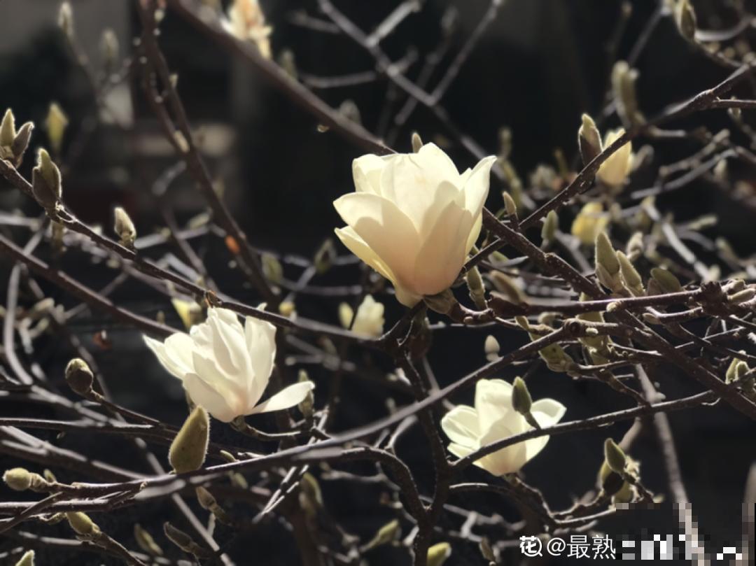 家门口种棵“吉祥花”，满树都开花，还有“镇宅”好兆头