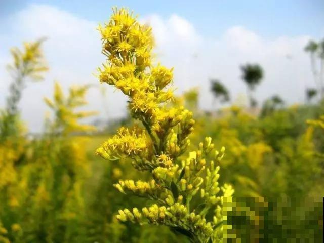 泛滥！加拿大一支黄，简直就是“恶魔之花”