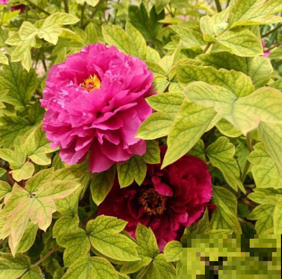 芍药和牡丹，傻傻分不清楚，6个方法教你快速区别