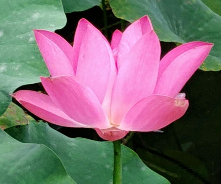 找准你的生辰花,12个月各不同,根据生日选你的幸运花 找准你的生辰花,12个月各不同,根据生日选你的幸运花