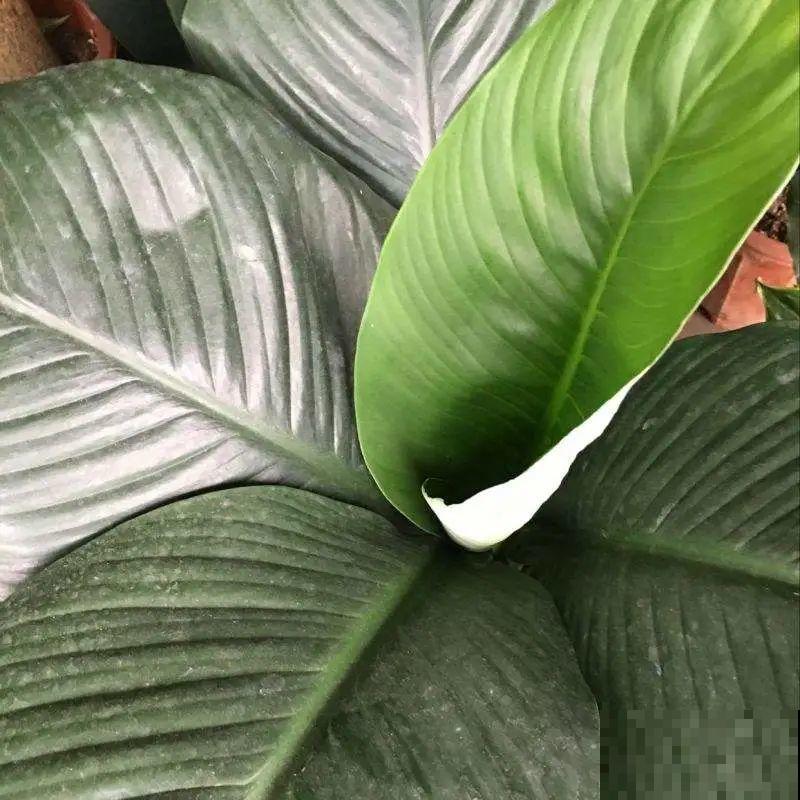 屋里养5种花，净化空气效果好，还特湿润