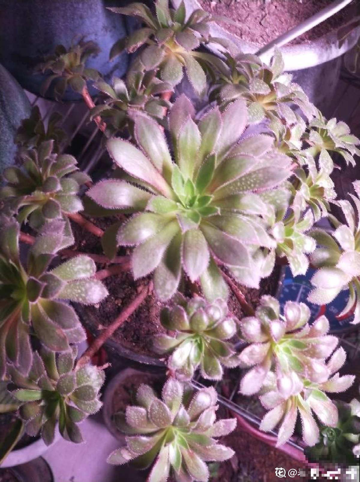 绿羊绒有股“臭袜子”味，养在家里很“头疼”，想赶紧丢掉