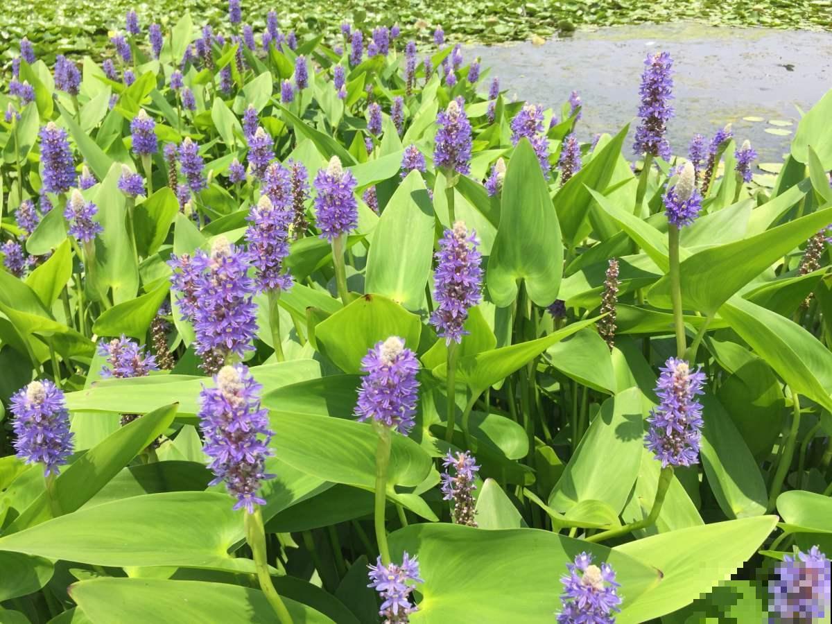 一种蓝紫色的花，神似薰衣草，它的真名没几个人知道