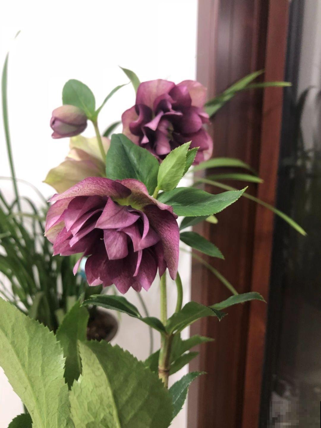 有“天仙颜值”的4种花，都有个“难听名字”，好多人都不敢养