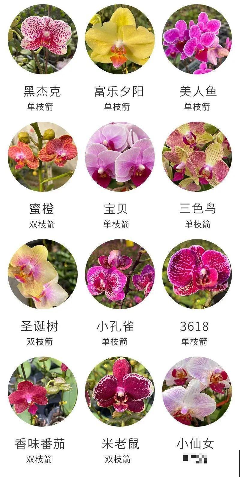 12月啦,快买“喜庆花”,能开3个月,下个月就涨价,别被 12月啦,快买“喜庆花”,能开3个月,下个月就涨价,别被