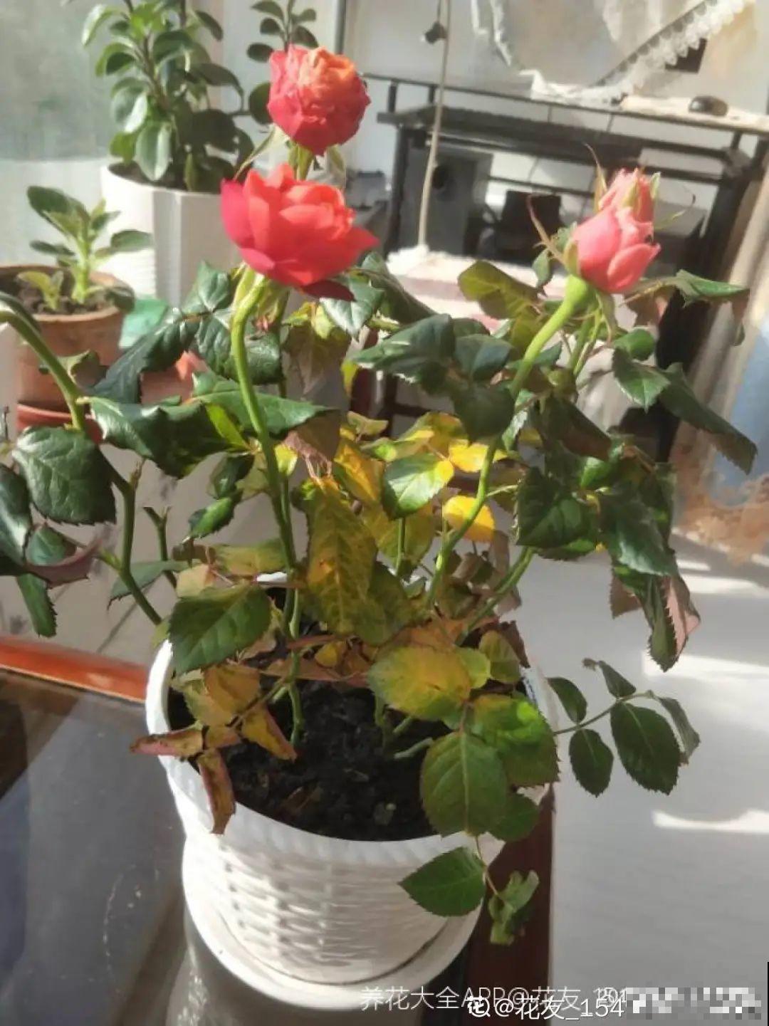 8种花，年年买，年年养死，今年可别当冤大头