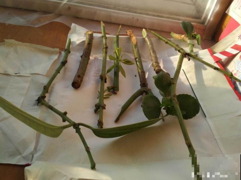 家家都有的小药片，碾碎给花吃一点，枝叶蹭蹭往外冒