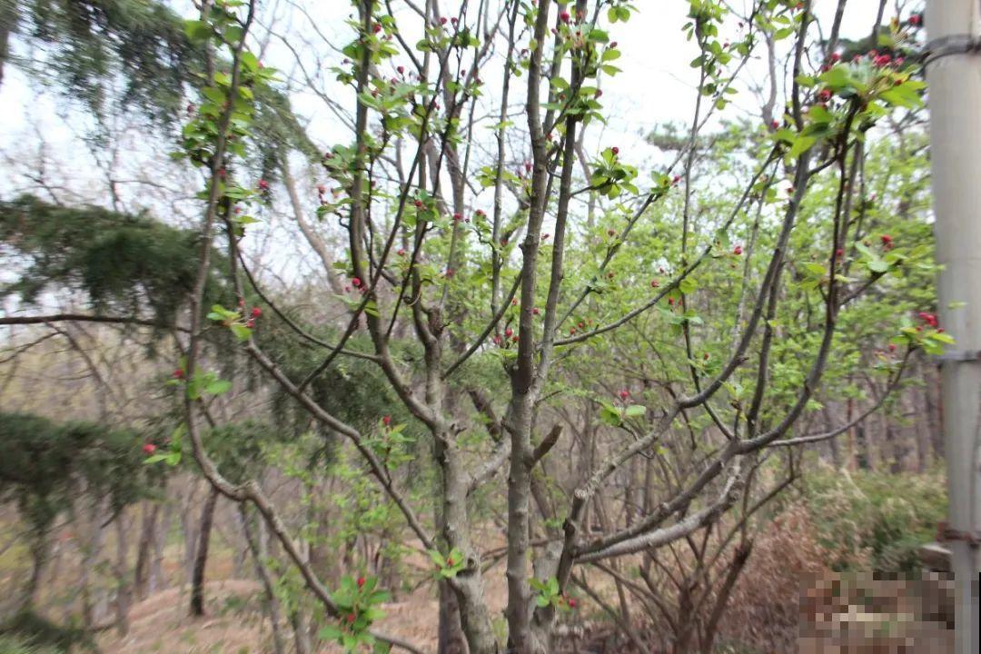 八种花养成老桩,有镇宅旺家好兆头,生机满满 八种花养成老桩,有镇宅旺家好兆头,生机满满