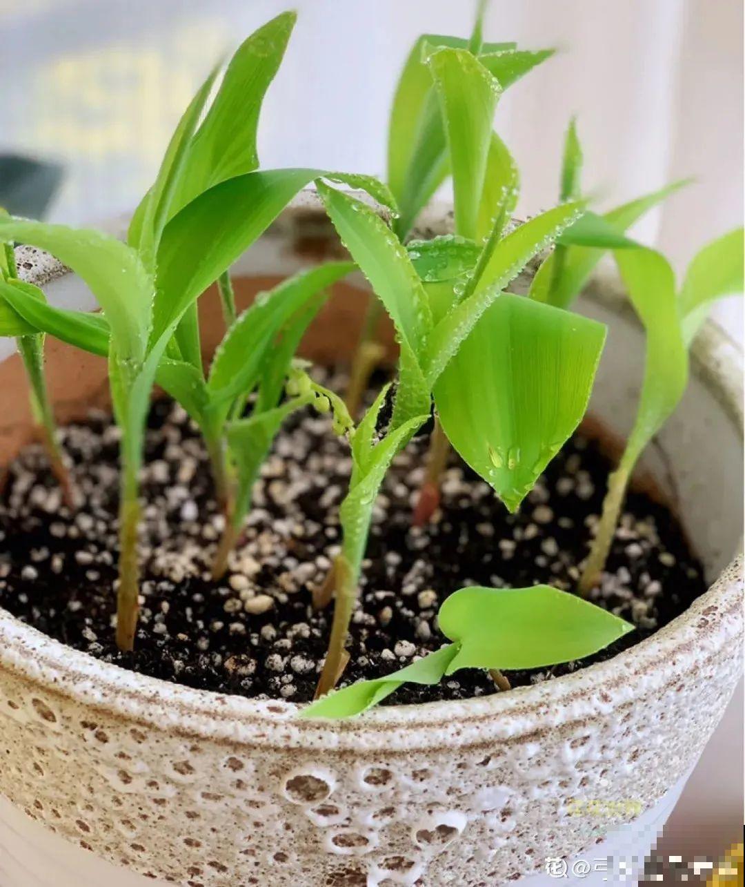 一把块根种土里，满枝条挂“铃铛”，开花满屋子高级香水味