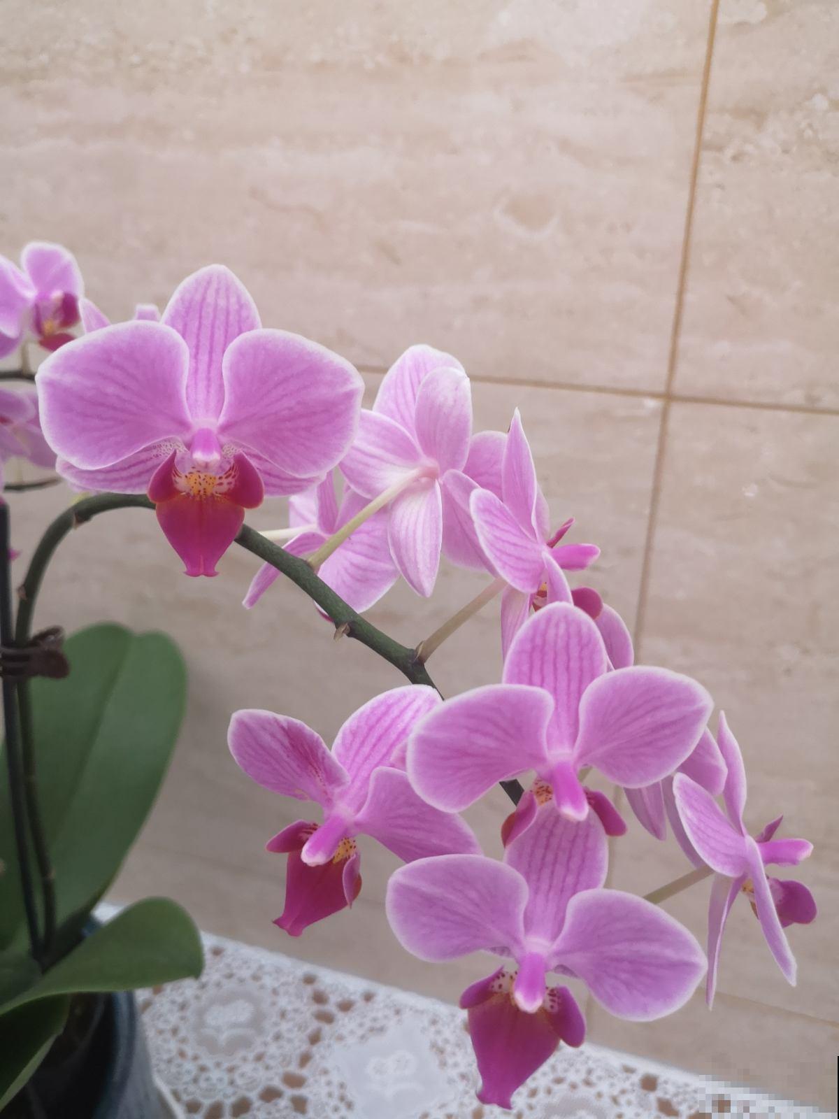 男人和女人喜欢的花，不敢说一模一样，只能说毫无关系