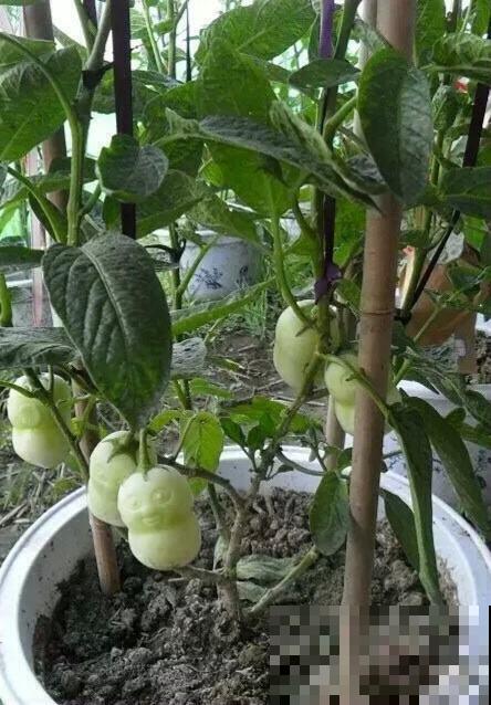 上古神话里的植物，比如王母娘娘的蟠桃树，还有一种花你也能养