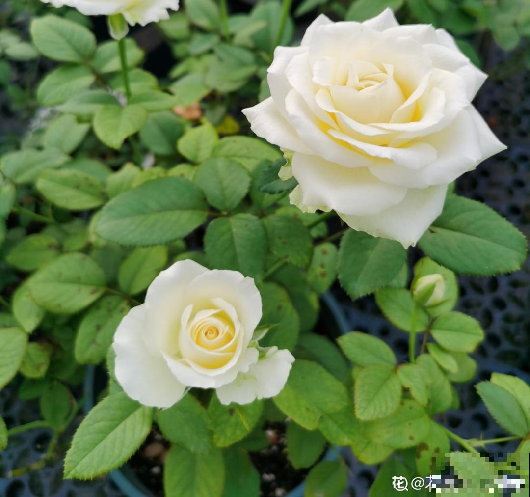 10种花,冬天要休眠,赶紧修剪防冻,才能安全越 10种花,冬天要休眠,赶紧修剪防冻,才能安全越