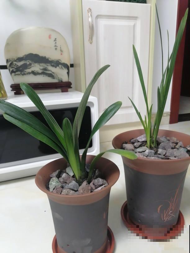 养花千万别用1种盆，花种上就容易烂根，另外4种花盆随便用