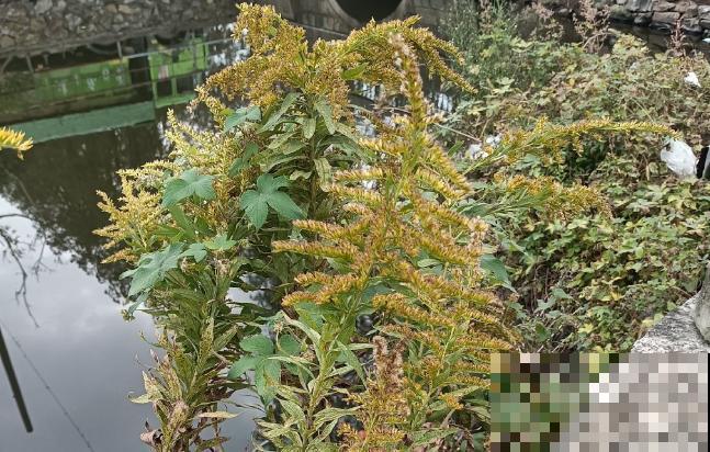 因为长势太霸道，被全城围剿上热搜，加拿大一枝黄花到底是什么