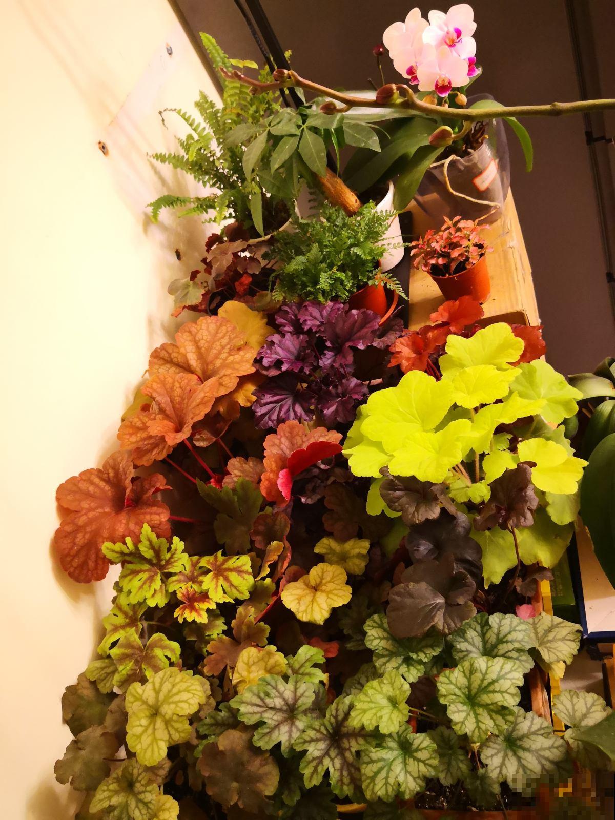 冬天就养一盆矾根,耐寒能力强,大东北地区也能活 冬天就养一盆矾根,耐寒能力强,大东北地区也能活