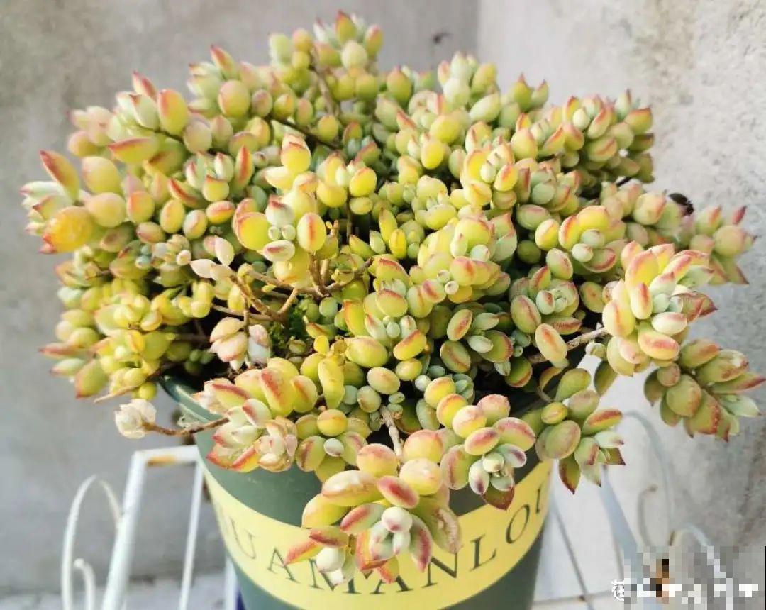 秋天在家养盆“香香花”，满屋子香味，还特耐寒