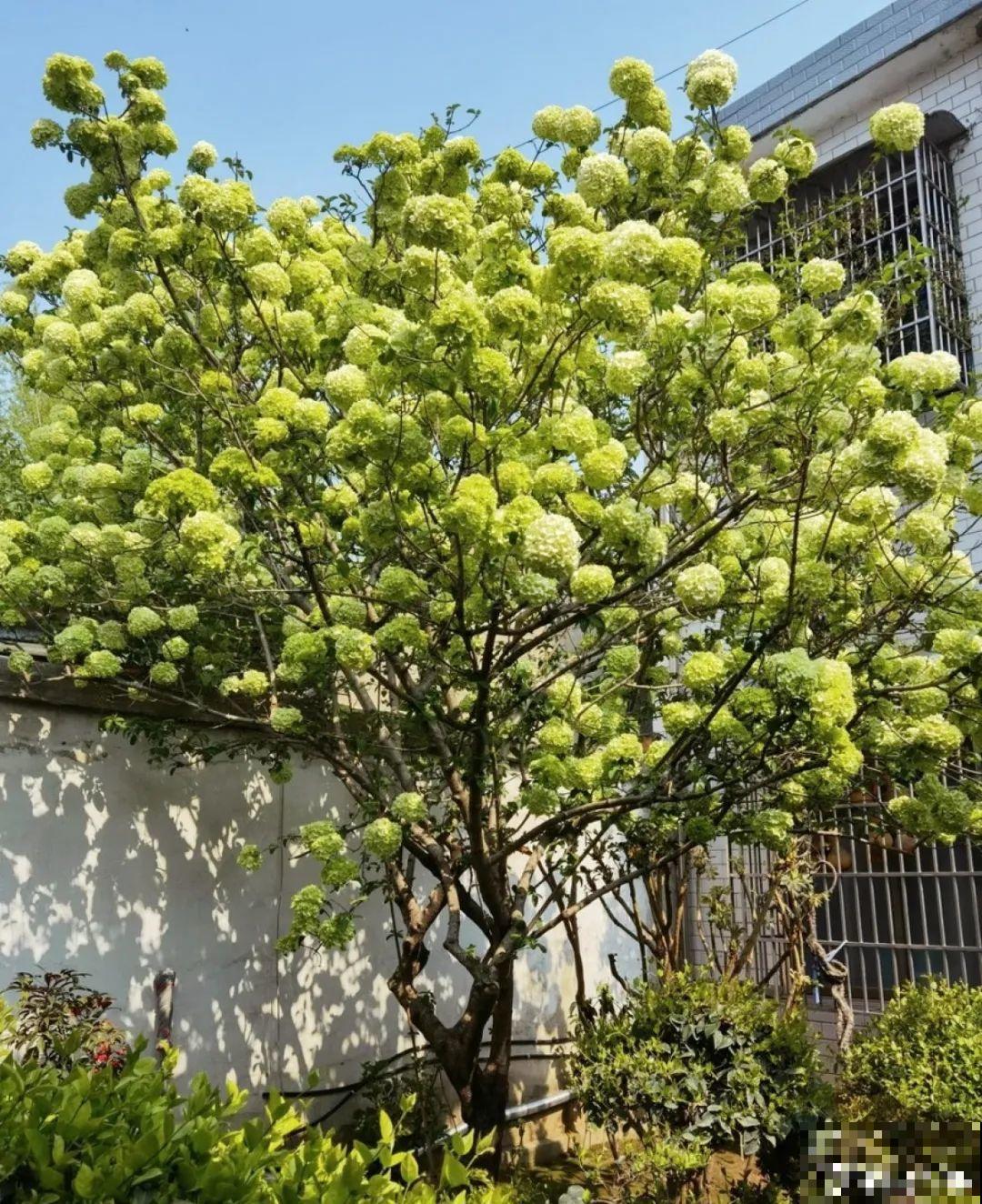 带着父母回农村，把老院子种满花，过简单生活