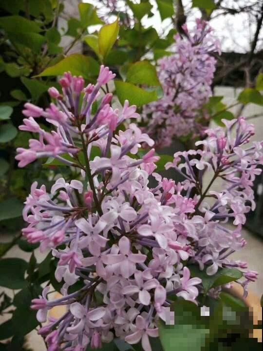 不同的酸碱度，养出的花卉也不同，千万别搞混